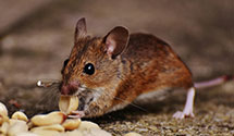 24 Hour & Emergency Exterminators in Bordulac, ND